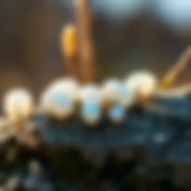 Ethically sourced white opals displayed in a natural setting