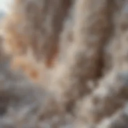 A close-up view of beautifully formed gypsum crystals showcasing their intricate structures.